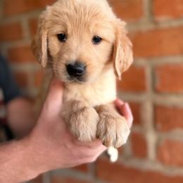 Milo - Golden male Golden Retriever puppy in Mc Neal, Arizona from K&N Golden Retriever Companion