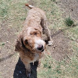 Baylee - Goldendoodle