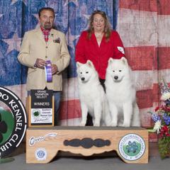 Samoyed All Grown Up from Ancient Dream Samoyeds