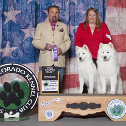 Samoyed All Grown Up from Ancient Dream Samoyeds