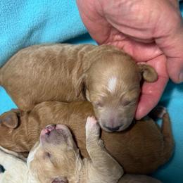 Boy 2 - Apricot male Goldendoodle puppy in Kearneysville, West Virginia from Daydreamer