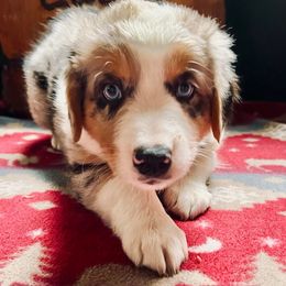 Australian Shepherd Puppies from Black Canyon Corral Aussies