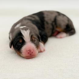 Banks - Blue merle female Bernedoodle puppy in Bellville, Ohio from Bernedoodle Buddies