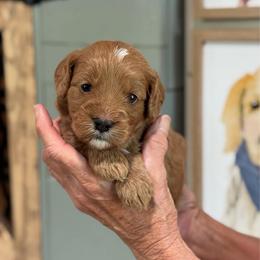 Wilson - Red  male Goldendoodle puppy in Wharton, Texas from Little Fur Friends