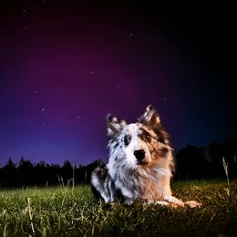 Australian Shepherd and Border Collie All Grown Up from Lightspeed Kennels