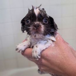 Theodore Roosevelt - Orange Collar - Liver and white male Shih Tzu puppy in Troy, Ohio from Oodles of Doodles