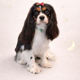 Starla - Cavalier King Charles Spaniel