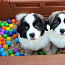 Pyrenean Mastiff Puppies from Estrella Polar Pyrenean Mastiffs