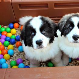 Pyrenean Mastiff Puppies from Estrella Polar Pyrenean Mastiffs