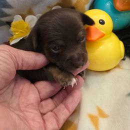 Ruger - Chocolate and tan male Chihuahua puppy in Fallon, Nevada from Blue Chihuahuas of Nevada
