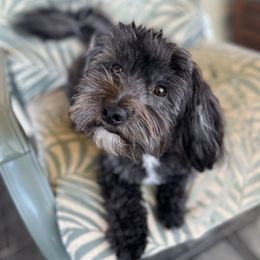 Louie - Companion Cross