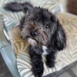 Louie - Companion Cross