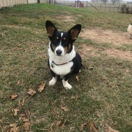 Sadie - Pembroke Welsh Corgi