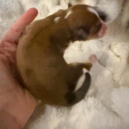 Girl 1 - Red merle female Aussiedoodle puppy in Martin County, Florida from Biggie Ranch