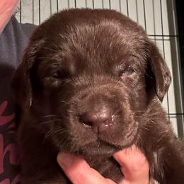 Dark Blue Boy - Chocolate male Labrador Retriever puppy in Rock Hill, South Carolina from North Star Retrievers