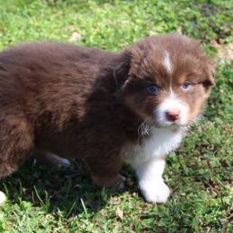 Theo - Red tri-color male Australian Shepherd puppy in Kansas, Oklahoma from Windy G Farm