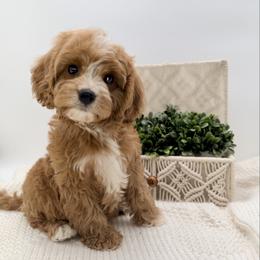 Dawson - Red male Cavapoo puppy in Melissa, Texas from Southern Love Cavapoos & Maltipoos