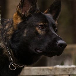 German Shepherds from von Heitzig