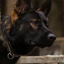 German Shepherds from von Heitzig