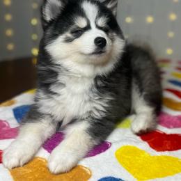 Doody - Black and white male Pomsky puppy in Rossville, Georgia from Scenic City Pomskies