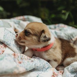 American Corgi and Pembroke Welsh Corgi Puppies from Dollhouse Farm