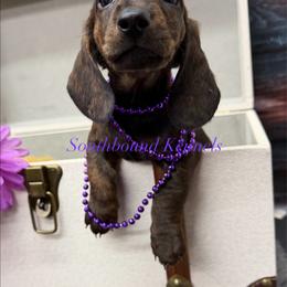 Izzy - Brindle female Dachshund puppy in Leoma, Tennessee from Southbound Kennel