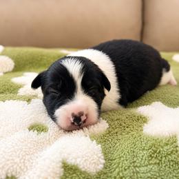 Asher - Male - Black and white male Border Collie puppy in Avery, Texas from Willa Creek Border Collies