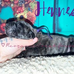 Hennessy - Tiger female Perro de Presa Canario puppy in Horizon, Texas from Mesquite Creek Kennels