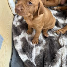 Vizsla Puppies from April Wolf