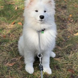 Samoyed Puppies from Limelight Samoyeds