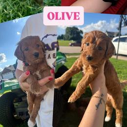 Olive - Red  female Goldendoodle puppy in Bellevue, Iowa from River Town Doodles