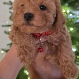Cinnamon - Apricot female Maltipoo puppy in San Diego, California from Maltipoos SD