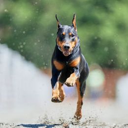 Aslan - Doberman Pinscher