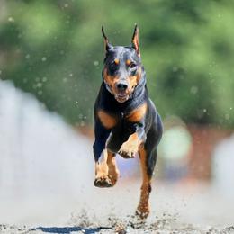 Aslan - Doberman Pinscher