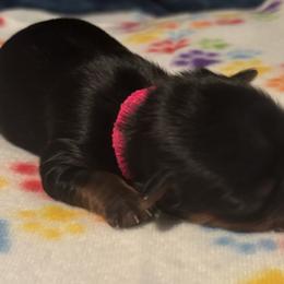 Adeline - Black and tan female Yorkshire Terrier puppy in Wagoner, Oklahoma from Rosenthal Yorkies