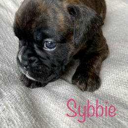 Boxer Puppies from Stuart Island Boxers