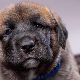 Anatolian Shepherd Dog Puppies from Fiddler’s Dream Anatolians