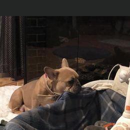 French Bulldog Puppies from Heartfelt Kennels