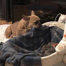 French Bulldog Puppies from Heartfelt Kennels