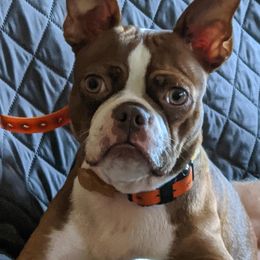 Boston Terriers and Companion Crosses from McCluskey Pups