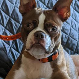 Boston Terriers and Companion Crosses from McCluskey Pups
