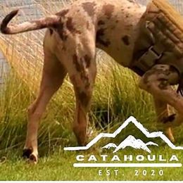 Catahoula Leopard Dogs from Calypso Catahoulas