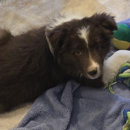 Anakin - Red male Border Collie puppy in Avondale, Colorado from JiJin Kennels, LLC