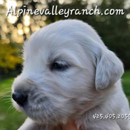 Mr. Blue - Light golden male Golden Retriever puppy in Marysville, Washington from Alpine Valley Ranch-European English Cream Golden Retriever