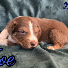 Joe - Red tri-color male Australian Shepherd puppy in Albion, Michigan from Northern Lights Aussies (NL Aussies)