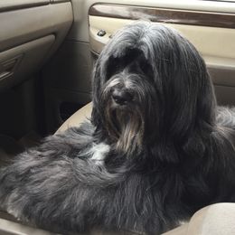 Tibetan Terrier All Grown Up from Kham Ra Tibetans