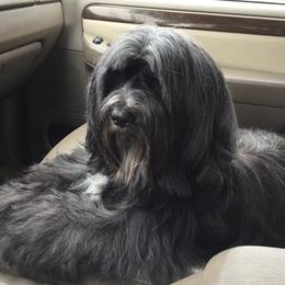 Tibetan Terrier All Grown Up from Kham Ra Tibetans