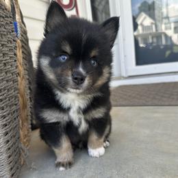 Kairo - Black and white male Pomsky puppy in Piedmont, South Carolina from Carolina Pomskies LLC