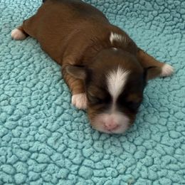 Mina - Red sable female Havanese puppy in Semmes, Alabama from Hayden's Havanese