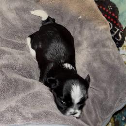 Male Parti - Parti male Yorkshire Terrier puppy in Des Moines, Iowa from Diamond Yorkshire Terriers